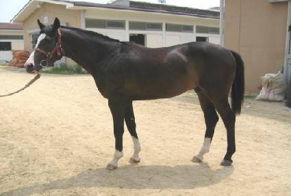 �������¾� ����