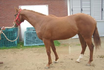 Ȳ���Ǽ��� ����