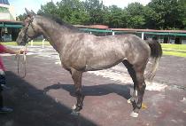 ���浵 (DORYONGDO) ����