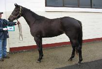 ������� (SYABANG SYABANG) ����