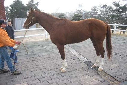 õ���ǲ� ����