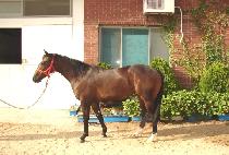 ���丮�̽� (VICTORY ISSUE) ����