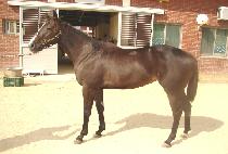 ���̾��м� (FIRE PASSION) ����