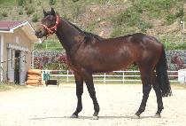 �Ŀ����� (POWER BOY) ����