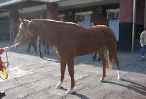 ������ (JAJEONGHYANG) ����