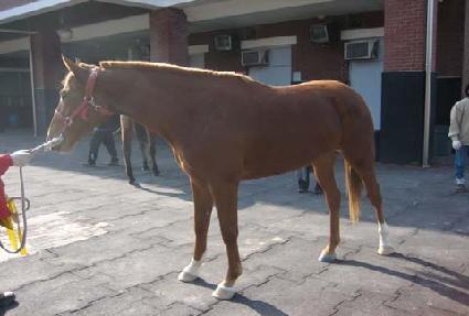 ������ ����