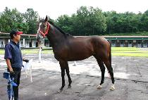 ����Ʈ��ȭ (PERFECT SINHWA) ����