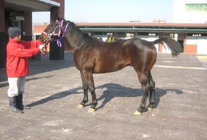 �����η� ����