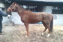 �������̹� (BORN REVIVAL) ����