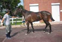 ������ (BIG LEGEND) ����