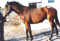 Ȱ���÷��� (HWALLYEOK PLUS) ����