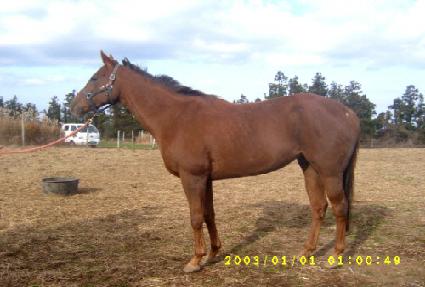 ������ ����