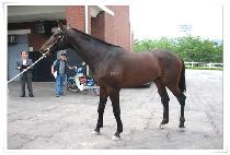 ���������� (WINNER PRINCE) ����