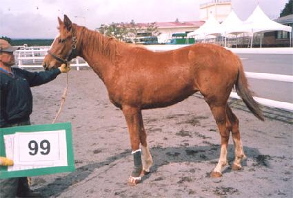 ���� ����