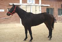 �ٶ��� (BARAMKKEOT) ����