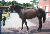 ���γ� (JELLONA) ����