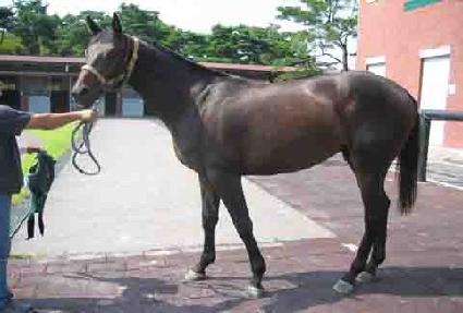 ���γ� ����