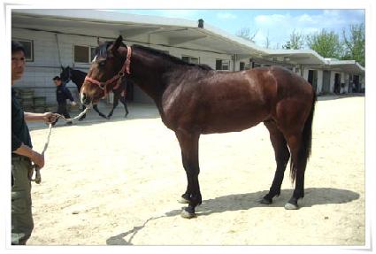 ��麸 ����