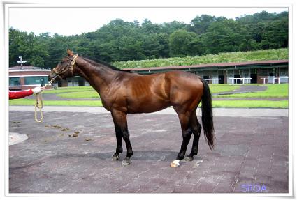 ����Ƽ�� ����