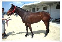 ����� (HAENGUN SARANG) ����