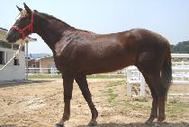 ο (SAEROUN CHULBAL) 