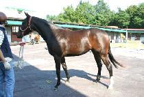 õ���Ǻ� (CHEONDANUIBYEOL) ����