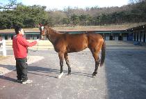 õ���ǲ� (CHEONDANUIKKUM) ����