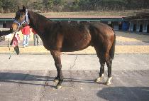 ������ (NURIBONG) ����