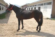 ��ī�̺��� (SKY BLUE) ����