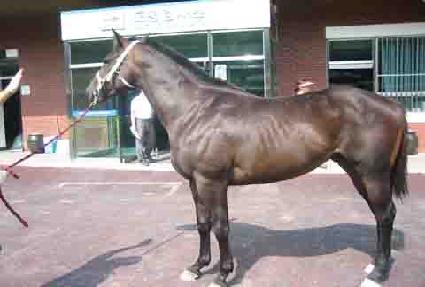 �����¾� ����