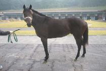 ����� (BLOOMING) ����