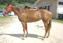 �Ҳ�õ�� (BULKKOT CHEONSA) ����