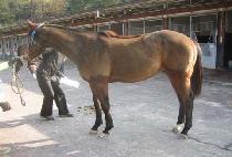 ������ȭ (MAKGANGSINHWA) ����