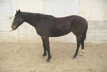 Ȳ��õ�� (HWANGHU CHEONHA) ����