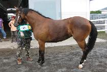 �ӵ������� (SOKDO MUJEHAN) ����