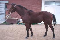 �ڹ�Ʈ���� (COBALT BLUE) ����