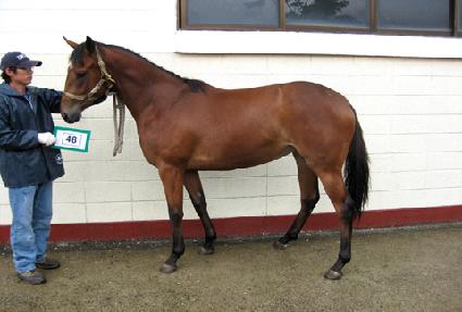 ��Ż�Ǿ� ����