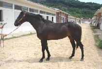 �׷���Ʈ���� (GREAT WINNER) ����