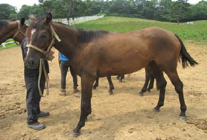 ����ȣ ����