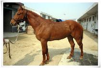 ������è�� (PRIME CHAMP) ����