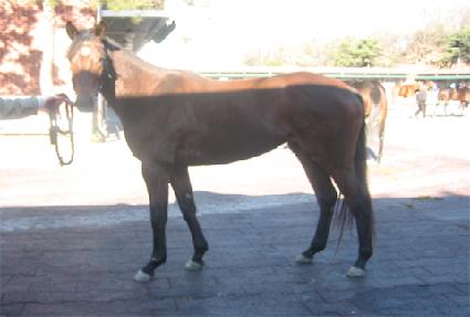 ����Ǻ� ����