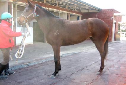 ������ ����