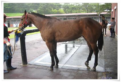 �����Ŀ� ����