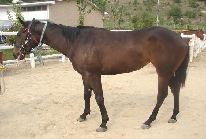 �������¾� ����