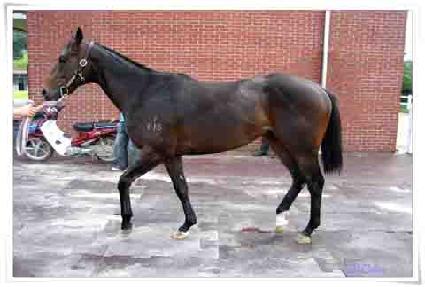 �����Ǿ�ħ ����