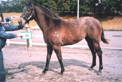 �������� ����