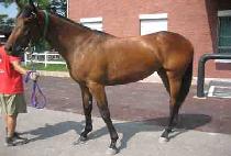 �����ѿ�� (MUJEHAN USEUNG) ����