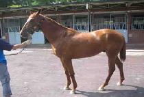 ���Ÿ�̰� (BAEKDU TIGER) ����