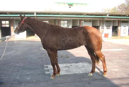 ������ ����