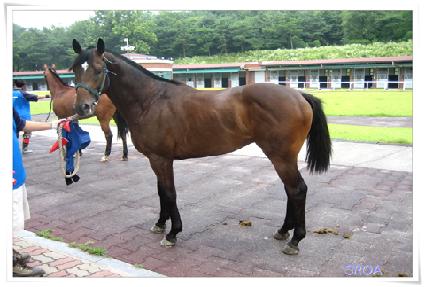 ��鷡 ����